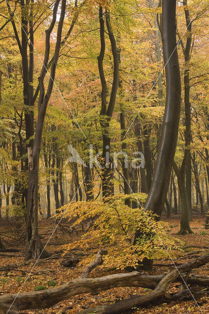 Beech (Fagus sylvatica)