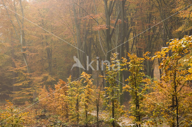 Beech (Fagus sylvatica)