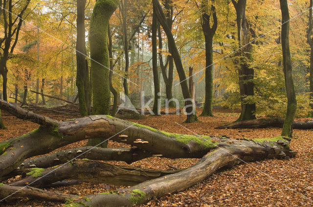 Beech (Fagus sylvatica)