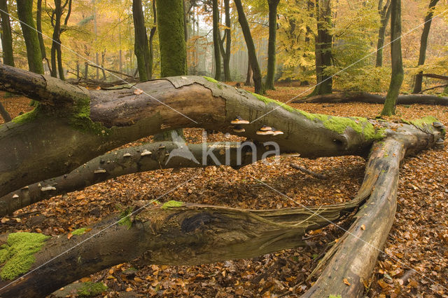 Beech (Fagus sylvatica)