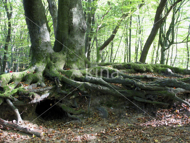 Beech (Fagus sylvatica)