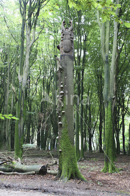 Beuk (Fagus sylvatica)