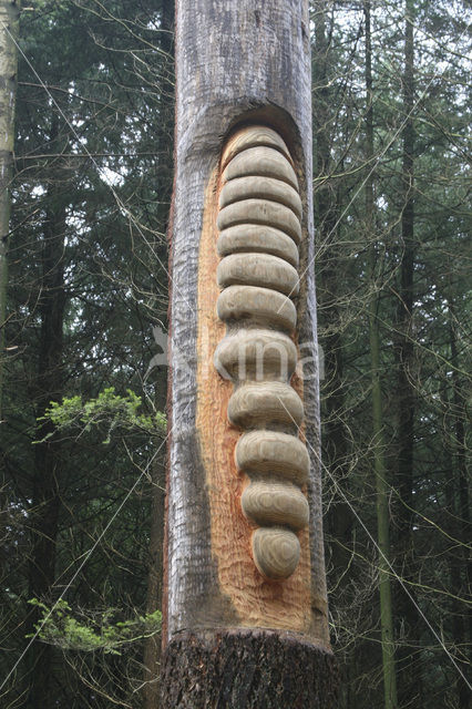 Beuk (Fagus sylvatica)