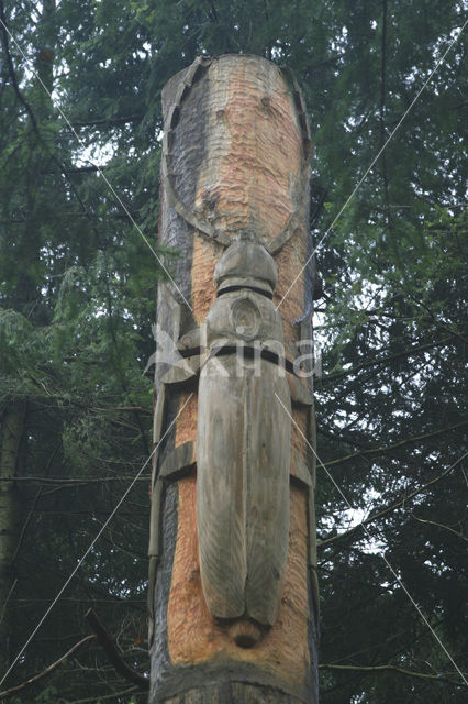 Beuk (Fagus sylvatica)