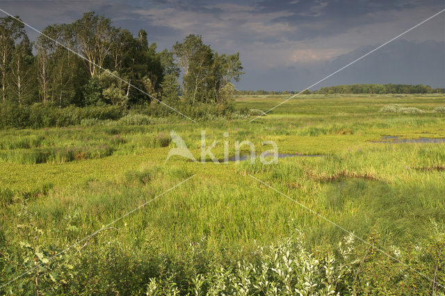 Biebrza National Park