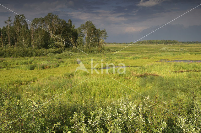 Biebrza National Park