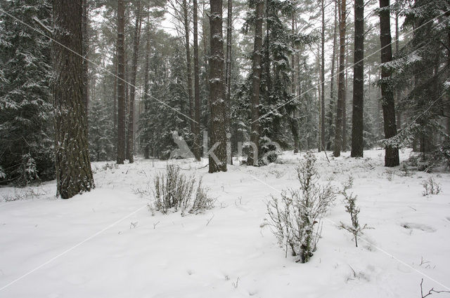 Biebrza National Park