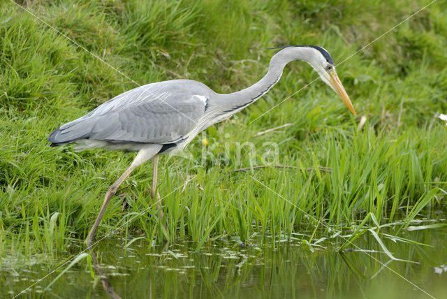 Blauwe Reiger (Ardea cinerea)