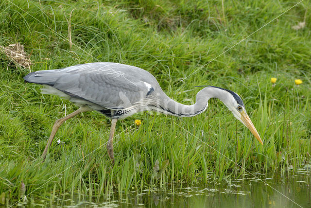 Blauwe Reiger (Ardea cinerea)