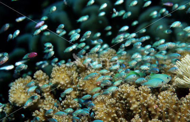 Blauwgroene juffer (Chromis viridis)