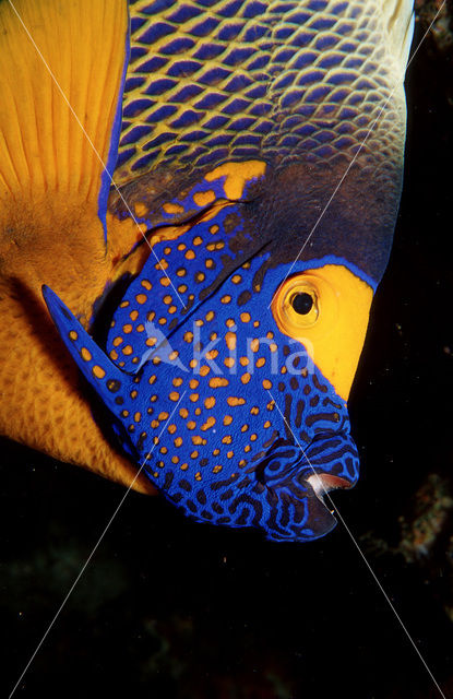 Blauwkop keizersvis (Pomacanthus xanthometopon)