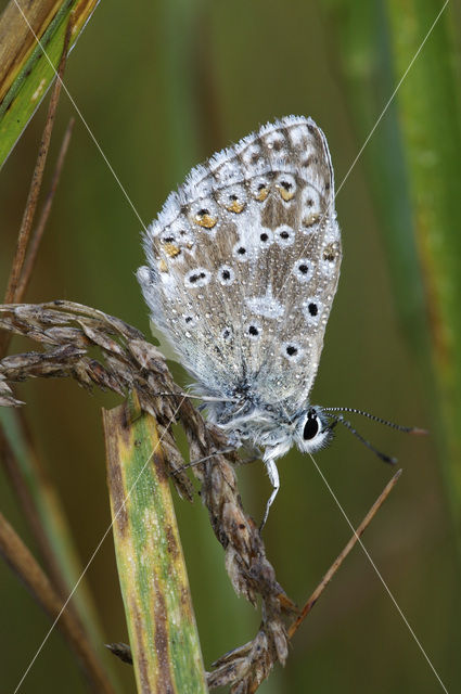 Bleek blauwtje (Polyommatus coridon)