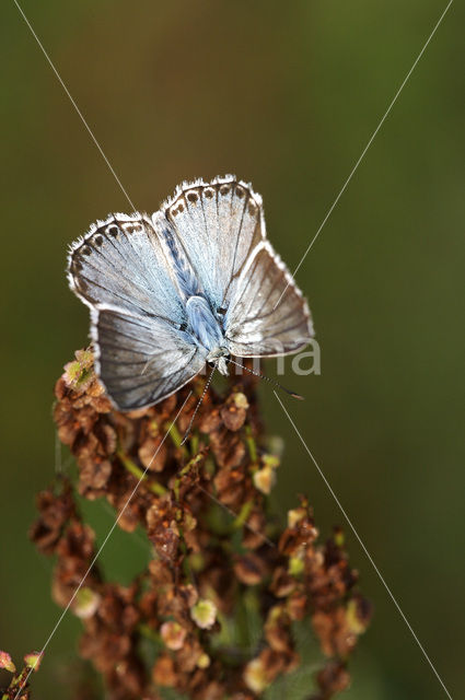 Chalk Hill Blue (Polyommatus coridon)