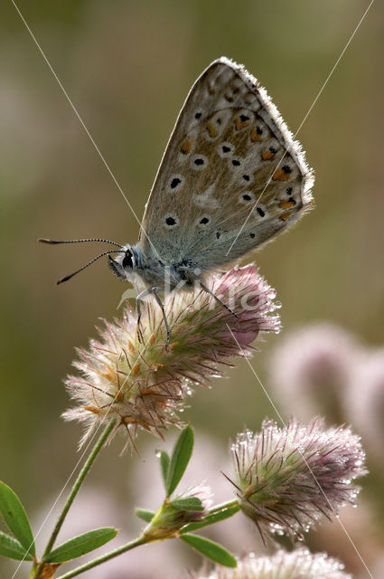 Bleek blauwtje (Polyommatus coridon)