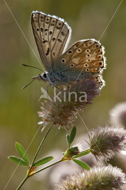 Bleek blauwtje (Polyommatus coridon)