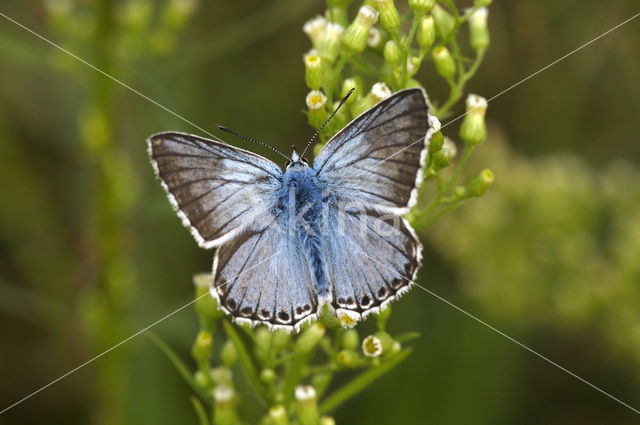 Bleek blauwtje (Polyommatus coridon)