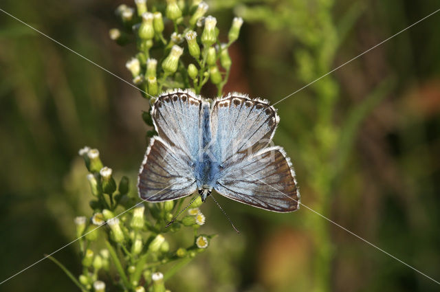 Bleek blauwtje (Polyommatus coridon)