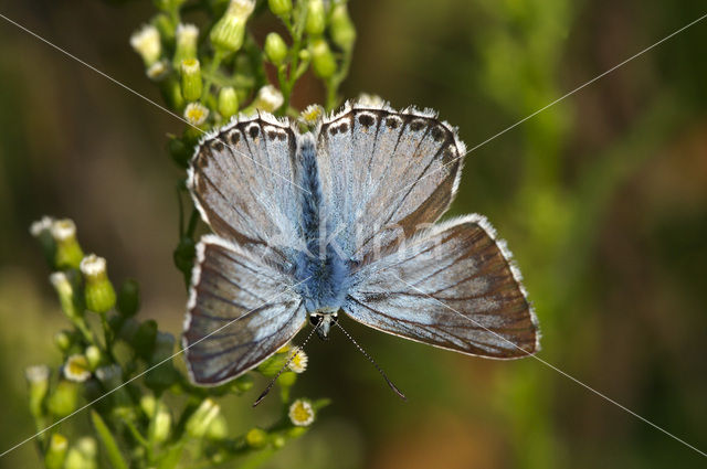 Bleek blauwtje (Polyommatus coridon)