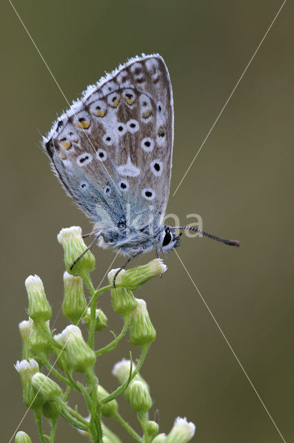 Bleek blauwtje (Polyommatus coridon)