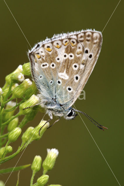 Bleek blauwtje (Polyommatus coridon)