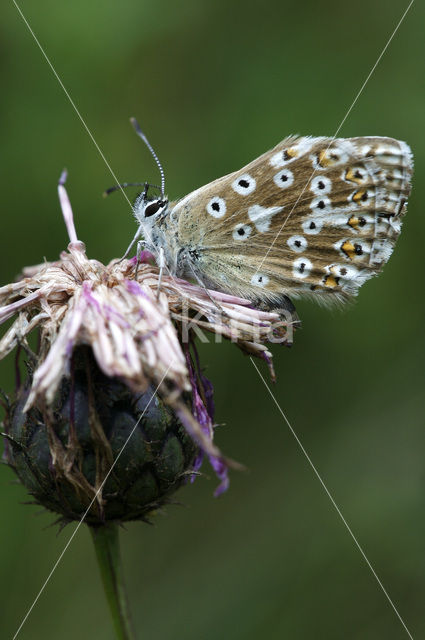 Bleek blauwtje (Polyommatus coridon)