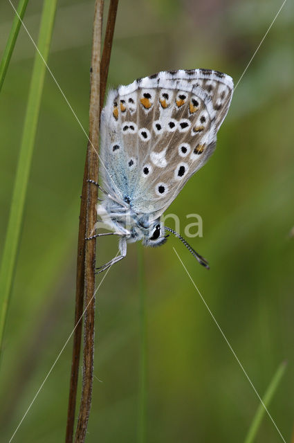 Bleek blauwtje (Polyommatus coridon)