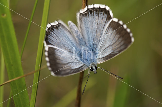 Bleek blauwtje (Polyommatus coridon)