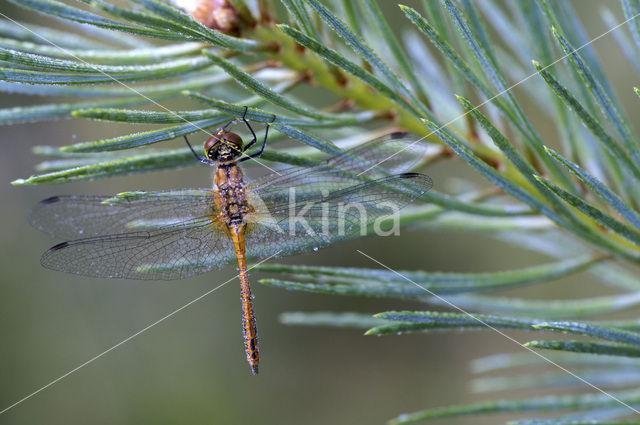 Bloedrode heidelibel (Sympetrum sanguineum)