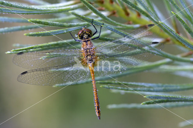 Bloedrode heidelibel (Sympetrum sanguineum)