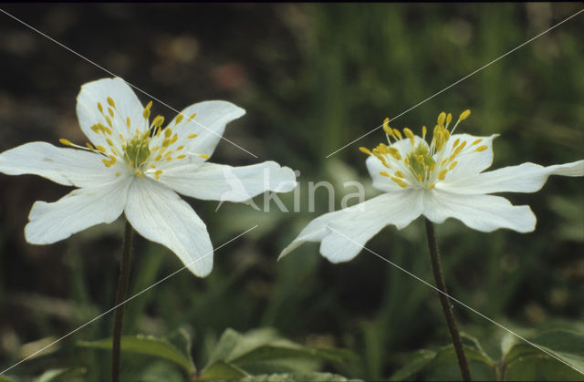 Bosanemoon (Anemone nemorosa)