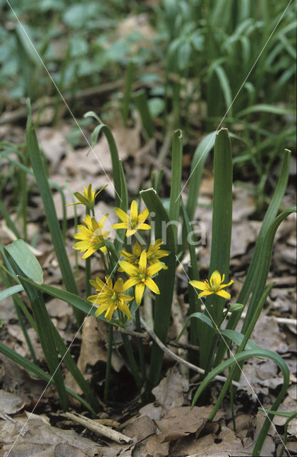 Bosgeelster (Gagea lutea)