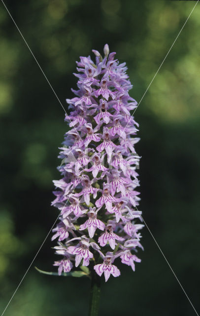 Common Spotted Orchid (Dactylorhiza fuchsii)