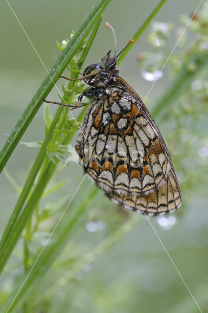 Bosparelmoervlinder (Melitaea athalia)