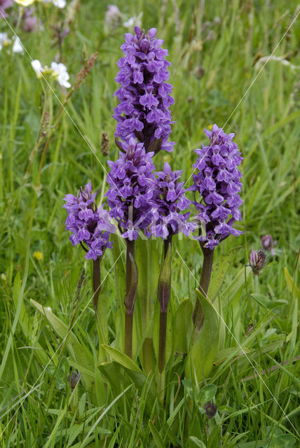 Brede orchis (Dactylorhiza majalis)