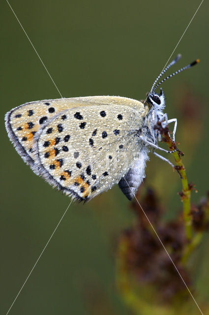 Bruine vuurvlinder (Lycaena tityrus)