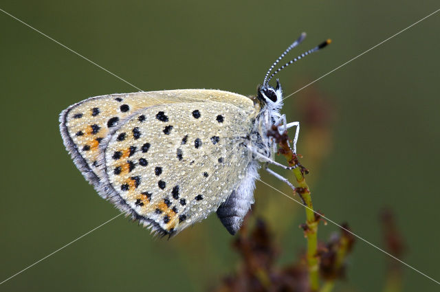 Bruine vuurvlinder (Lycaena tityrus)