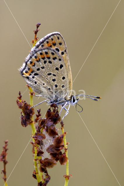 Bruine vuurvlinder (Lycaena tityrus)