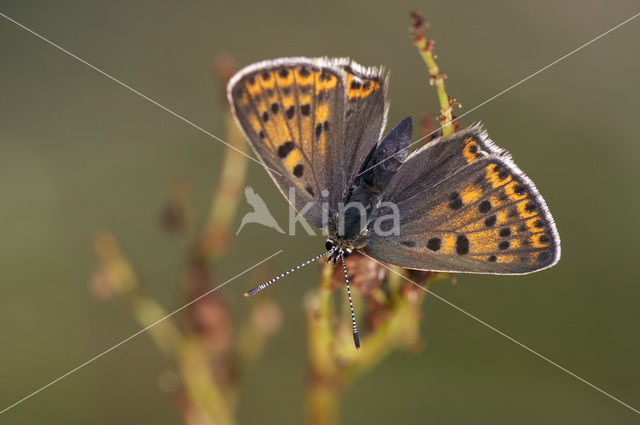 Bruine vuurvlinder (Lycaena tityrus)