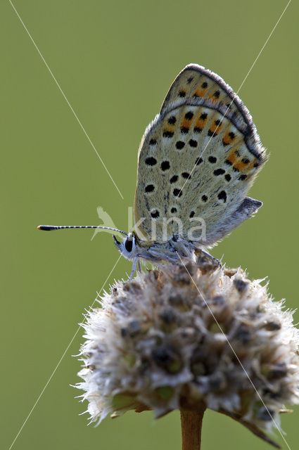 Bruine vuurvlinder (Lycaena tityrus)