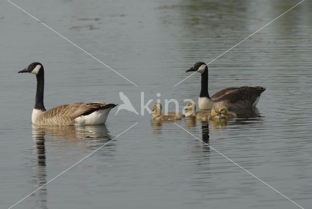 Canadese Gans (Branta canadensis)