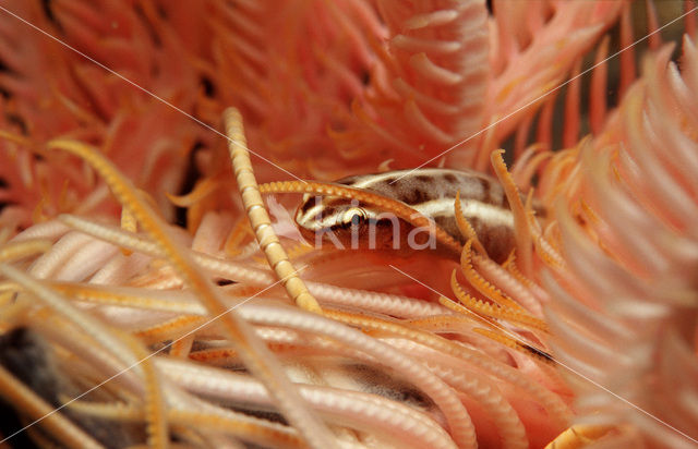 Crinoid clingfish (Discotrema crinophila)