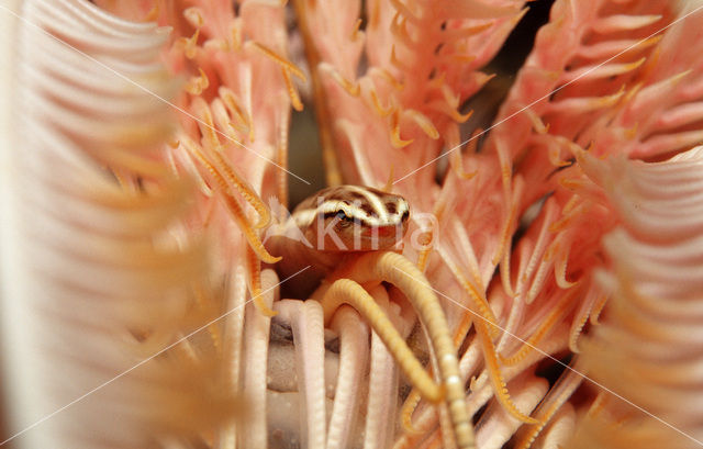 Crinoid clingfish (Discotrema crinophila)