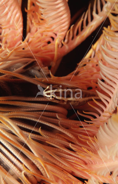 Crinoid clingfish (Discotrema crinophila)