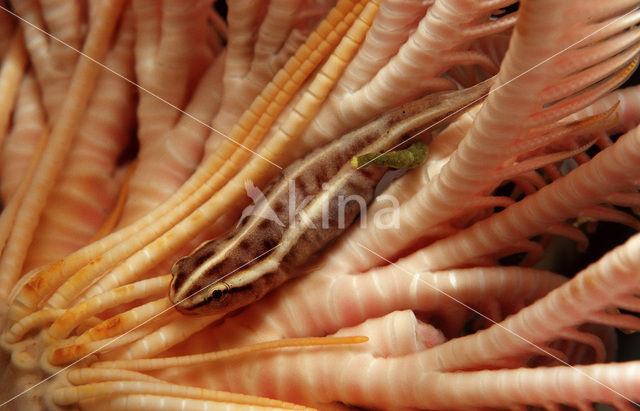 Crinoid clingfish (Discotrema crinophila)