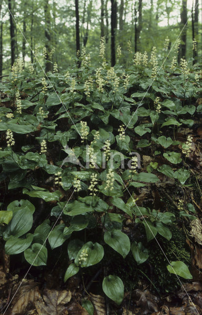 Dalkruid (Maianthemum bifolium)