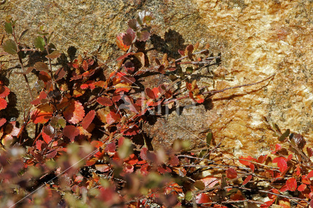 Dwergberk (Betula nana)