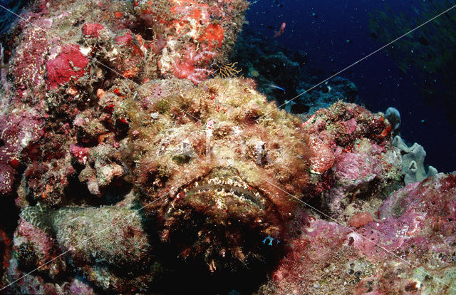 Echte steenvis (Synanceia verrucosa)