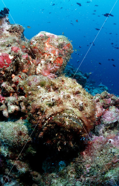 Echte steenvis (Synanceia verrucosa)