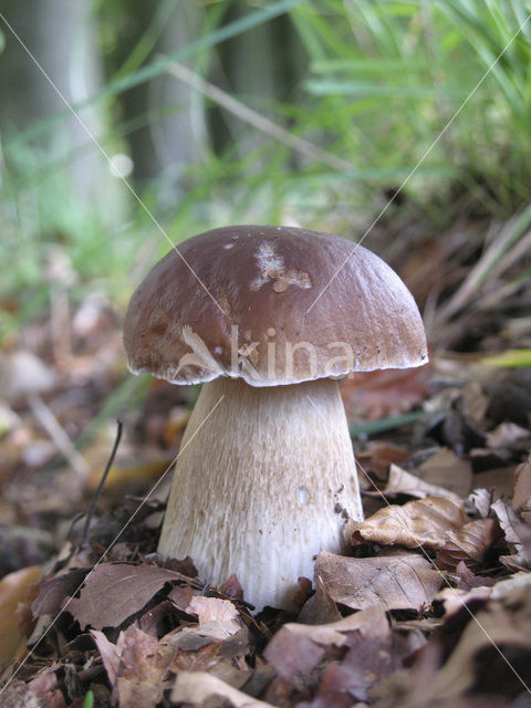 Eekhoorntjesbrood (Boletus edulis)