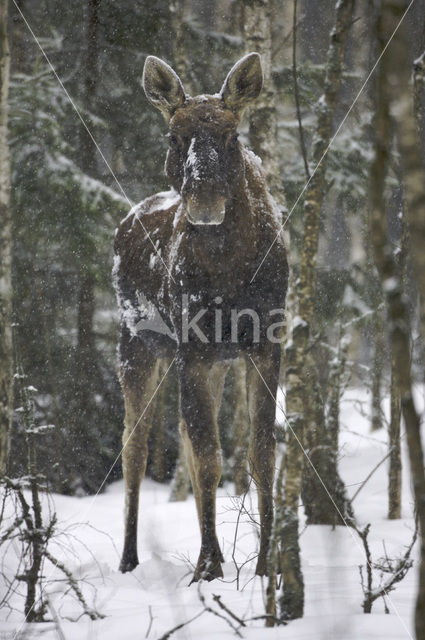 Eland (Alces alces)